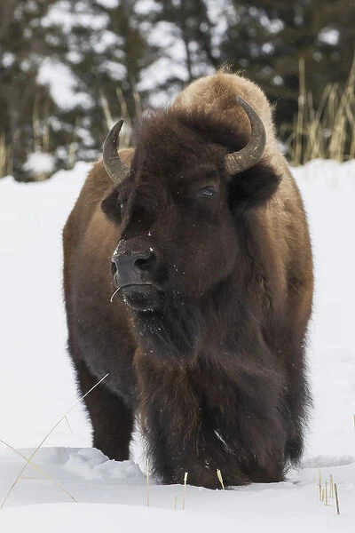 Bison bull, intently watching another bull approaching