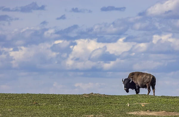 Bison bull in prairie dog town against the big sky in Theodore Roosevelt National Park