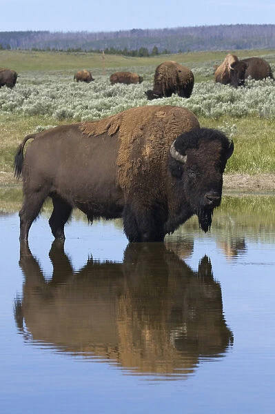Bison Bull Reflecting