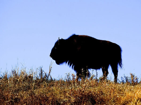 Bison bull in silhouette in Lamar Valley, Yellowstone National Park