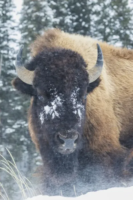 Framed Print : Bison Bull, winter wind and snowstorm Framed Print : Bison Bull, winter wind and snowstorm