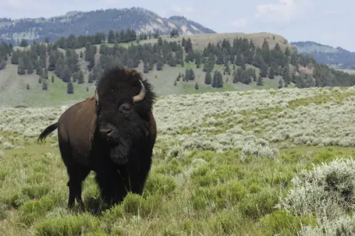 Framed Print : Bison Bull, Yellowstone National Park