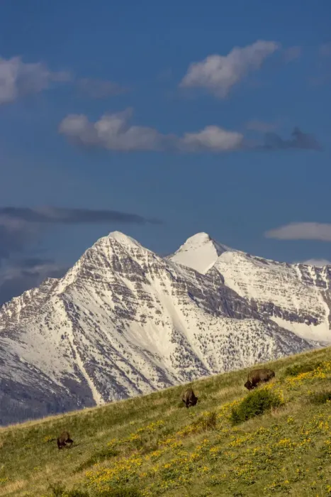 Framed Print : Bison bulls grazing in balsamroot with dramatic Mission Mountains at the National Bison Framed Print : Bison bulls grazing in balsamroot with dramatic Mission Mountains at the National Bison