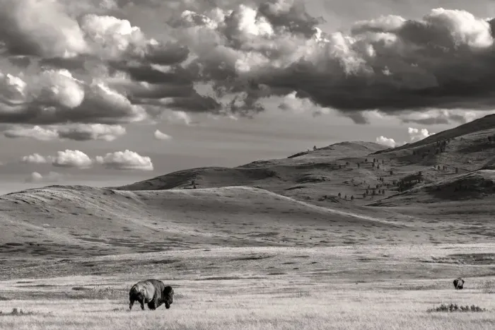 Framed Print : Bison bulls grazing at the National Bison Range in Moiese, Montana, USA Framed Print : Bison bulls grazing at the National Bison Range in Moiese, Montana, USA