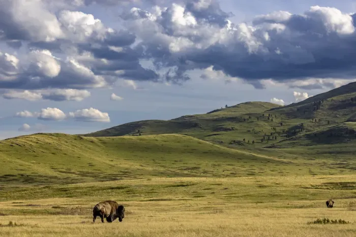 Framed Print : Bison bulls grazing at the National Bison Range in Moiese, Montana, USA