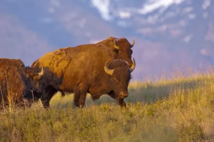 Framed Print : Bison bulls in late light at the National Bison Range near Moeise, Montana