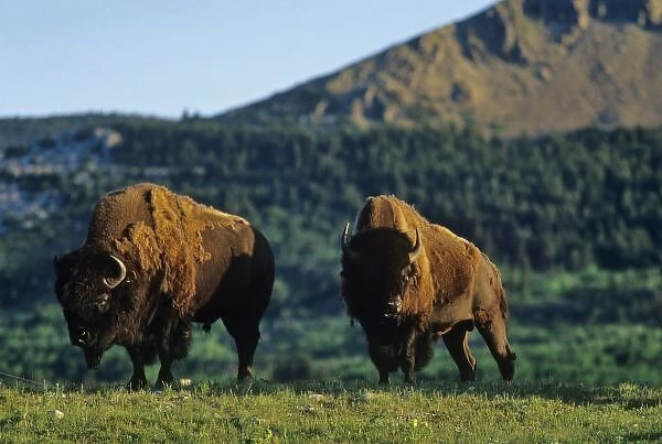 Bison bulls at Waterton Lakes National Park in Alberta Canada