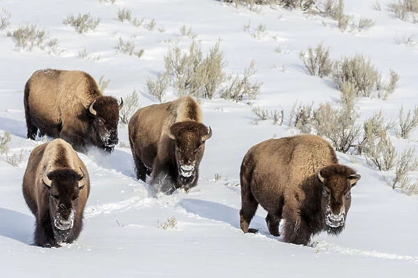 Bison bulls in winter in Yellowstone National Park, Wyoming, USA