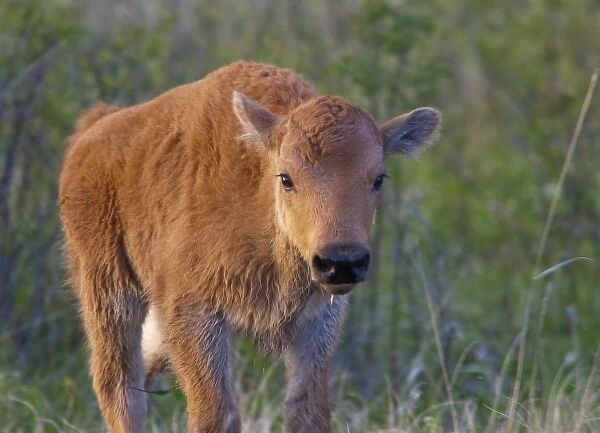 Bison calf at the National Bison Range near Moiese, Montana