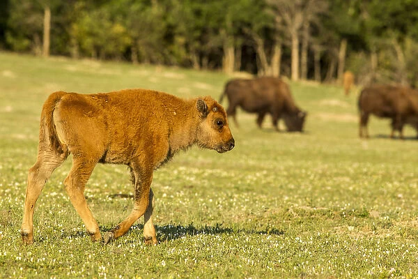 Bison calf at Theodore Roosevelt National Park, North Dakota, USA