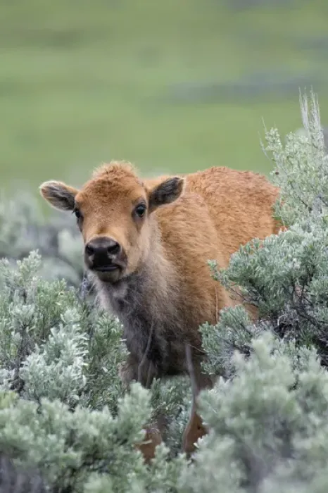 Framed Print : Bison Calf, Yellowstone National Park Framed Print : Bison Calf, Yellowstone National Park