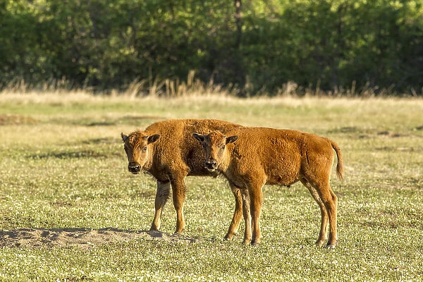 Bison calves at play in Theodore Roosevelt National Park, North Dakota, USA
