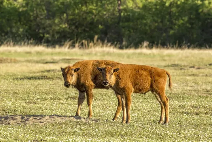 Framed Print : Bison calves at play in Theodore Roosevelt National Park, North Dakota, USA Framed Print : Bison calves at play in Theodore Roosevelt National Park, North Dakota, USA