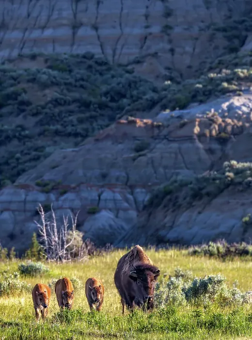 Framed Print : Bison with calves in Theodore Roosevelt National Park, North Dakota, USA. (Editorial Use Only) Framed Print : Bison with calves in Theodore Roosevelt National Park, North Dakota, USA. (Editorial Use Only)