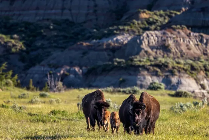 Framed Print : Bison with calves in Theodore Roosevelt National Park, North Dakota, USA. (Editorial Use Only)