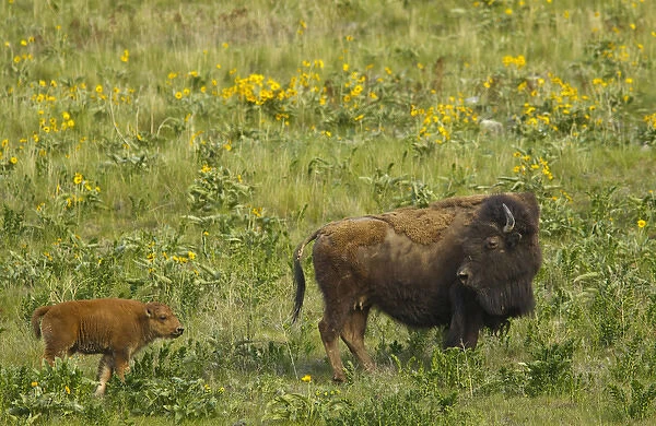 Bison cow with newborn calf at the National Bison Range, Montana, USA