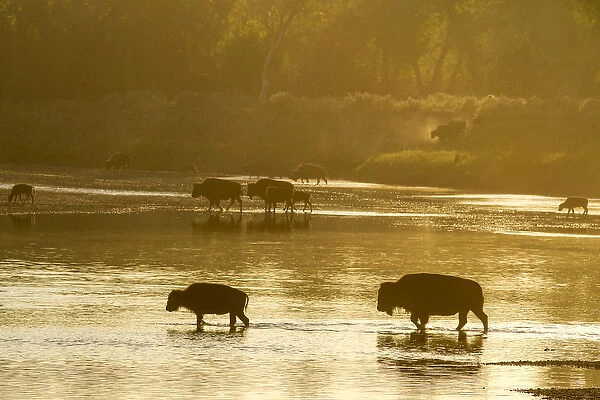 Bison crossing the Little Missouri River in Theodore Roosevelt National Park, North Dakota