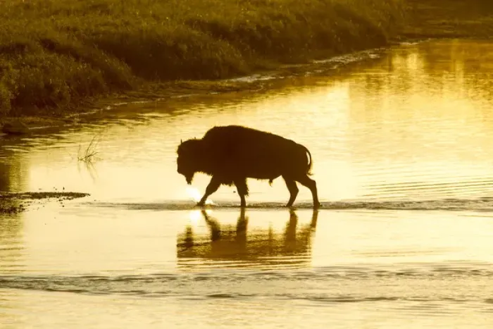 Framed Print : Bison crossing the Little Missouri River in Theodore Roosevelt National Park, North Dakota
