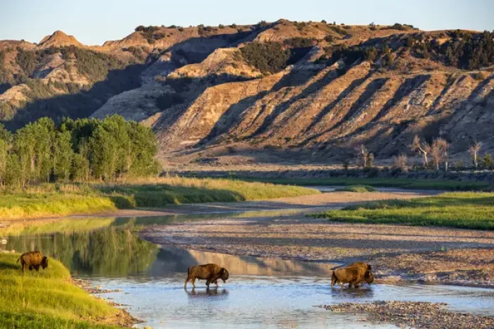 Framed Print : Bison crossing the Little Missouri River in Theodore Roosevelt National Park, North Dakota Framed Print : Bison crossing the Little Missouri River in Theodore Roosevelt National Park, North Dakota