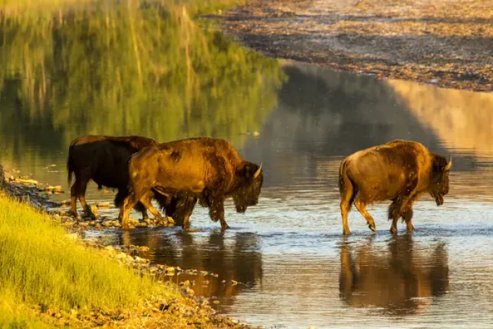 Framed Print : Bison crossing the Little Missouri River in Theodore Roosevelt National Park, North Dakota