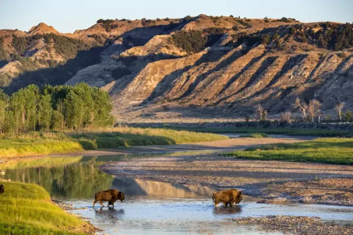 Framed Print : Bison crossing the Little Missouri River in Theodore Roosevelt National Park, North Dakota Framed Print : Bison crossing the Little Missouri River in Theodore Roosevelt National Park, North Dakota