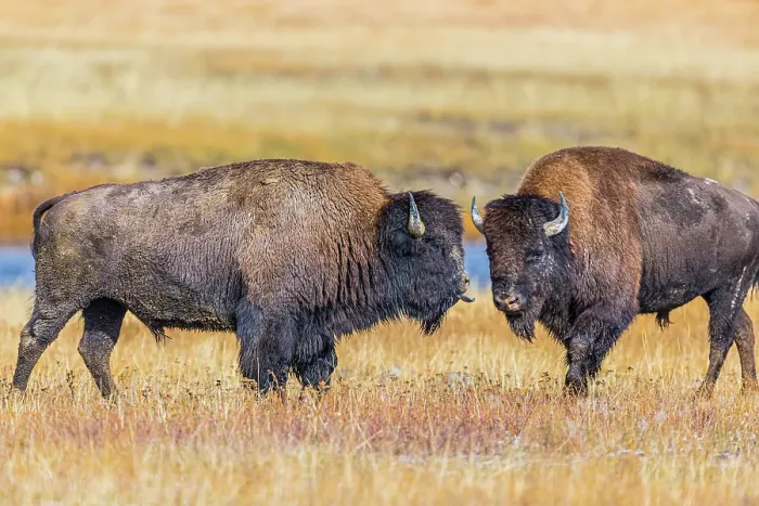 Framed Print : Bison exhibiting breeding behavior in Yellowstone National Park