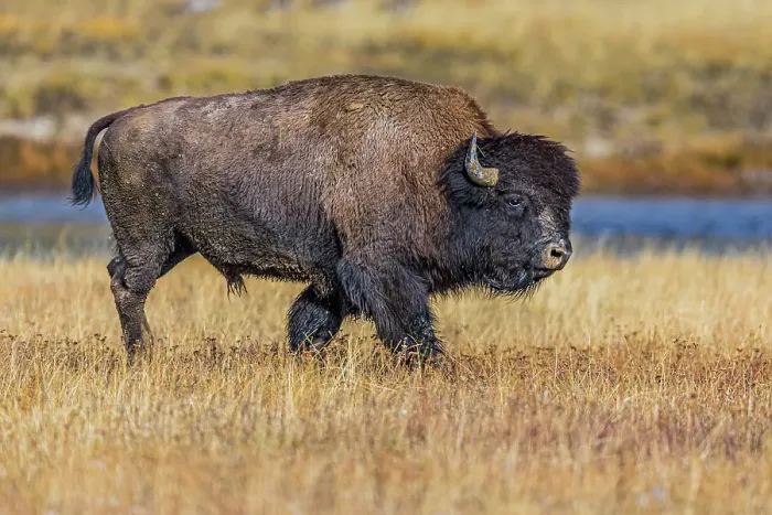 Framed Print : Bison along Fairy Creek in Yellowstone National Park Framed Print : Bison along Fairy Creek in Yellowstone National Park
