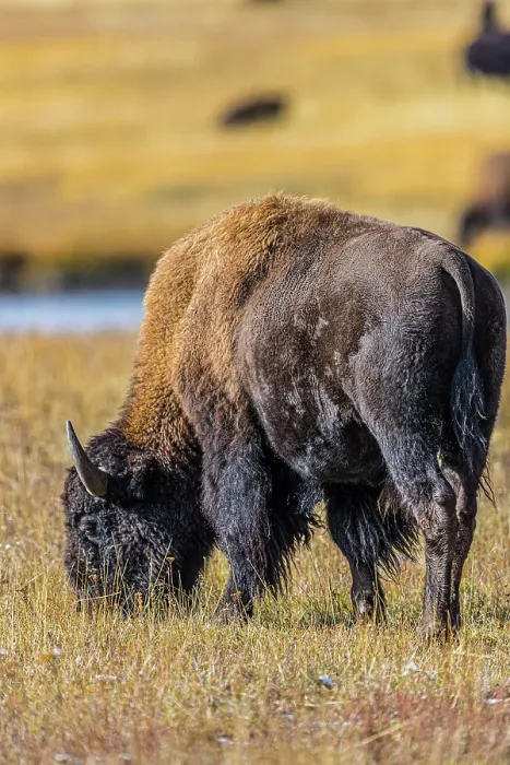 Framed Print : Bison along Fairy Creek in Yellowstone National Park Framed Print : Bison along Fairy Creek in Yellowstone National Park