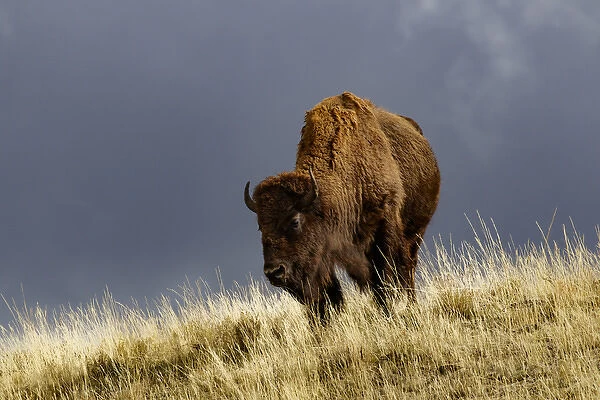 Bison in fall, Lamar Valley, Yellowstone National Park, Montana  /  Wyoming