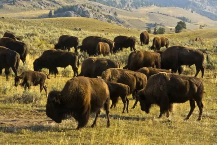 Framed Print : Bison; feeding; Lamar Valley; Yellowstone National Park; Wyoming; USA