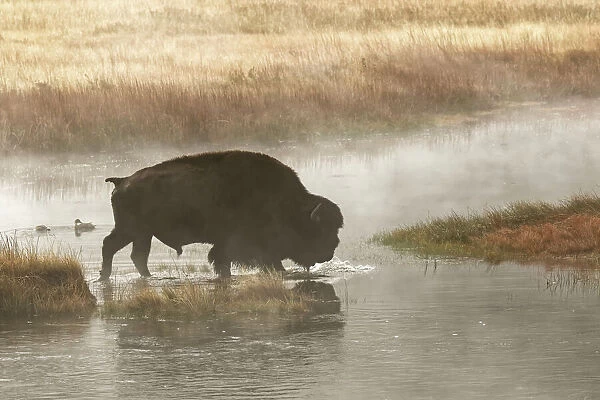 Bison on foggy morning along Madison River, Yellowstone National Park, Montana  /  Wyoming