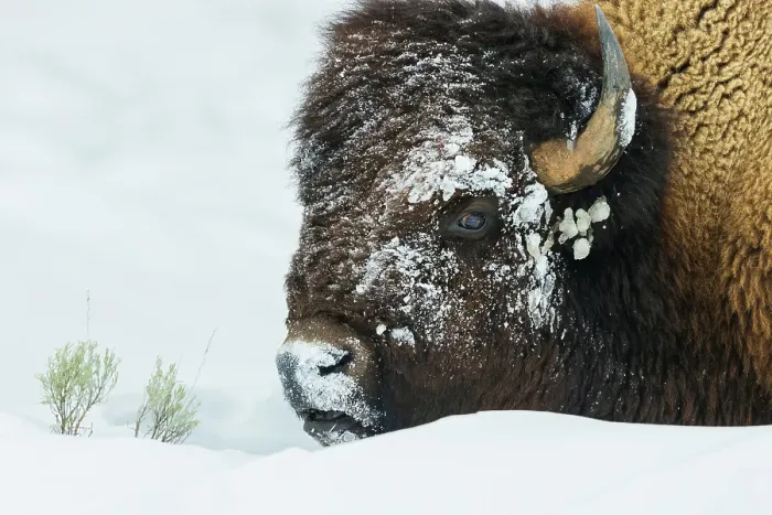 Framed Print : Bison foraging in the deep winter snow of the Rocky Mountains Framed Print : Bison foraging in the deep winter snow of the Rocky Mountains