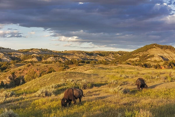 Bison grazing in badlands in Theodore Roosevelt National Park, North Dakota, USA