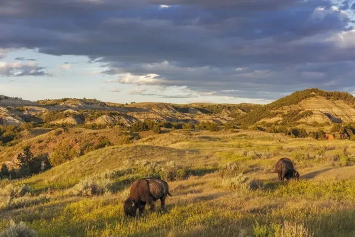 Framed Print : Bison grazing in badlands in Theodore Roosevelt National Park, North Dakota, USA