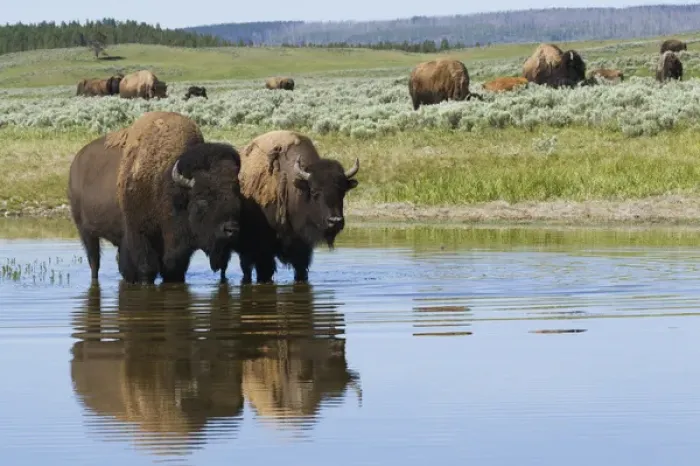 Framed Print : Bison Herd Framed Print : Bison Herd