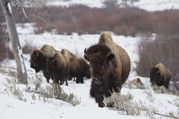 Bison herd on the move