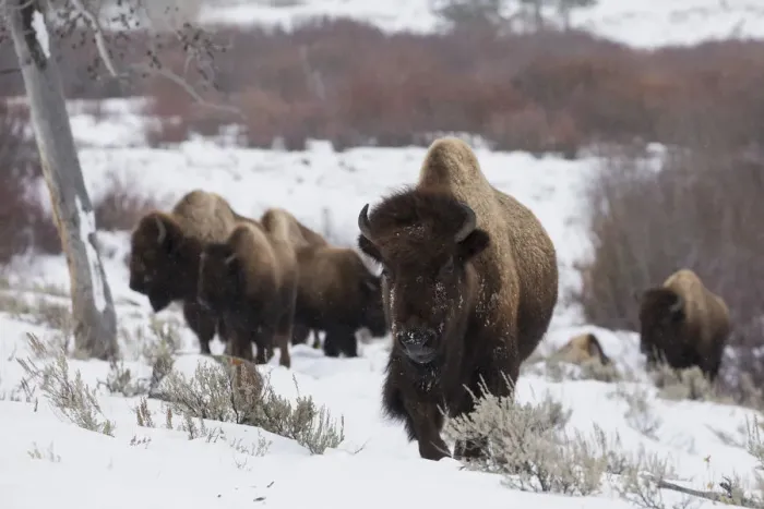 Framed Print : Bison herd on the move Framed Print : Bison herd on the move