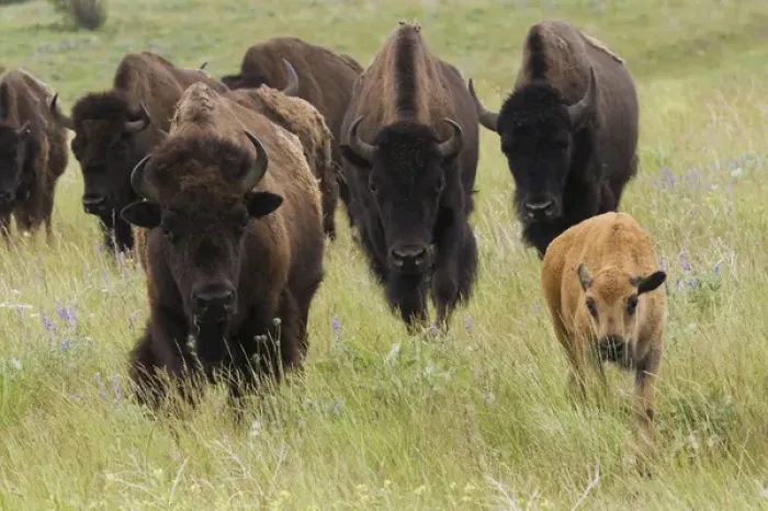 Framed Print : Bison Herd with calf Framed Print : Bison Herd with calf