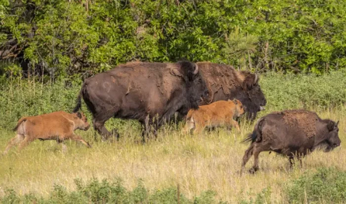 Framed Print : Bison herd with calves in Custer State Park, South Dakota, USA Framed Print : Bison herd with calves in Custer State Park, South Dakota, USA
