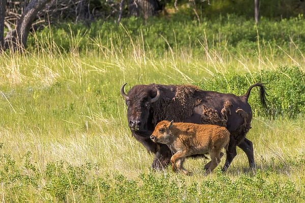 Bison herd with calves in Custer State Park, South Dakota, USA