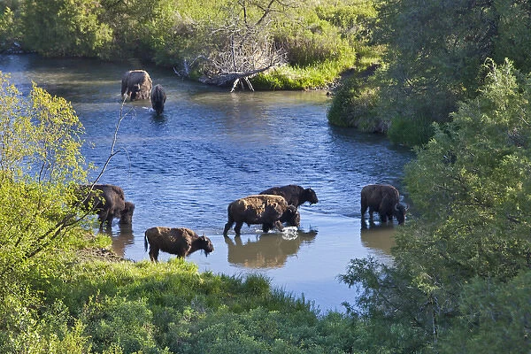 Bison herd crossing Mission Creek in the National Bison Range near Moiese Montana