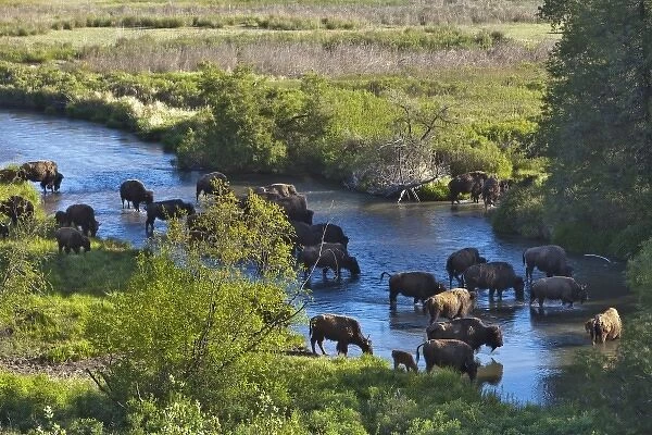 Bison herd crossing Mission Creek in the National Bison Range near Moiese Montana