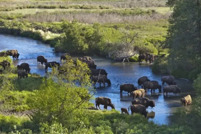Framed Print : Bison herd crossing Mission Creek in the National Bison Range near Moiese Montana