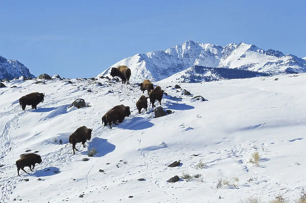 Bison Herd, Electric Peak