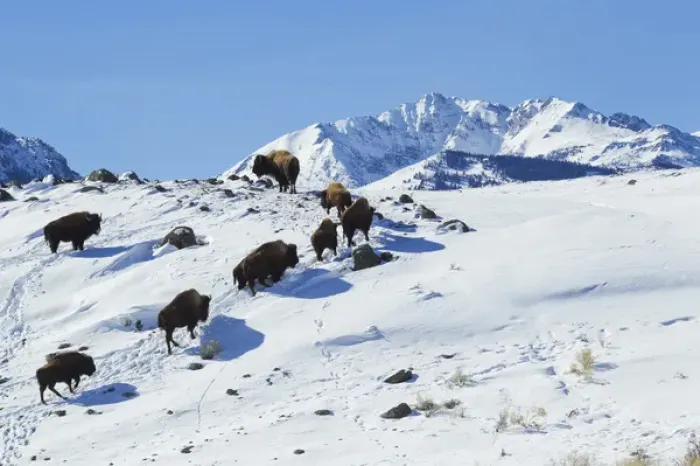 Framed Print : Bison Herd, Electric Peak Framed Print : Bison Herd, Electric Peak