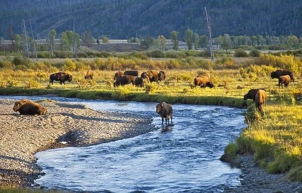 Bison herd in the Lamar Valley of Yellowstone National Park in Wyoming