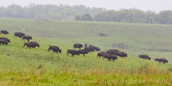 Bison herd runs in the rain at the Tallgrass Prairie Preserve near Pawhuska Oklahoma
