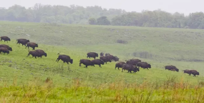 Framed Print : Bison herd runs in the rain at the Tallgrass Prairie Preserve near Pawhuska Oklahoma