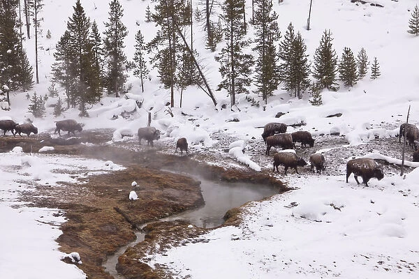 Bison herd on the move in thermal area in winter in Yellowstone National Park, Wyoming