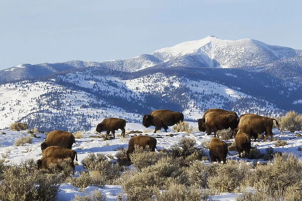 Bison Herd, Yellowstone National Park